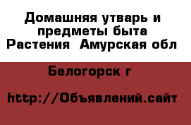 Домашняя утварь и предметы быта Растения. Амурская обл.,Белогорск г.